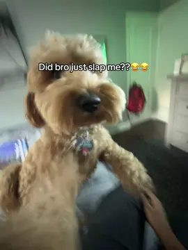 Not playing around. 😂😭 (@Quaddy) #dog #funny #cute #pet #dogsoftiktok 