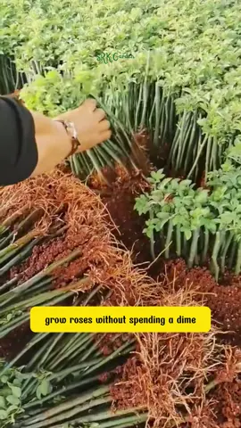 how i propagation rose #olebrandselect #viral2025 #gardentok #reelsus #gardening 