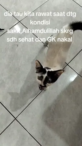 #kucingterlantar #catloversindonesia #kucingkampung #fyppppppppppppppppppppppp #pecintakucingindonesia 
