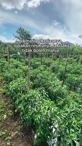 Simple 😉#petaniindonesia🇮🇩🇮🇩🇮🇩🌿🌿 #fyppppppppppppppppppppppp #fypシ゚ #petanimuda #cabe #cmkbatugarut #petanicabe #CapCut 