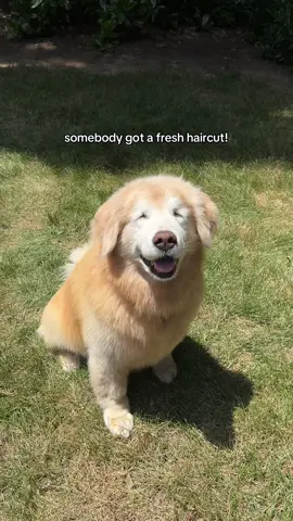 Mason proudly showing off his fresh haircut 💕 doesn’t he look sooo handsome? #goldenretriever #blinddog #dogsoftiktok #goldenretrieversoftiktok #blinddogsoftiktok 