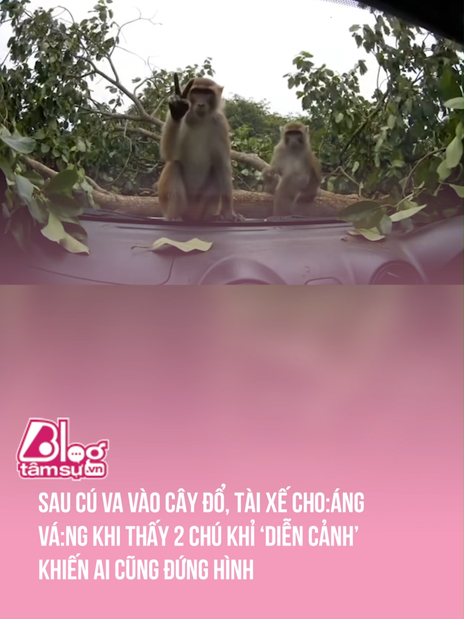Hê nhô ✌️ #tqdshni #btsmedia #blogtamsu #discovery #khampha #video #viral #videoviral #trending #xuhuong #clips #facts #fact #khoanhkhac #explore #explorer #exploration #haihuoc #giaitri #monkey #funny #funnyvideo