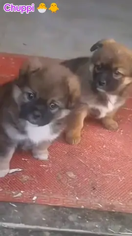 拍上瘾了还 。。 #foryou #pet  #fyp #funnyvideos #viralvideo 