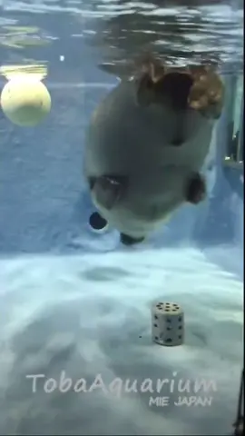 Testing the structural integrity of my neck #sealtok #niko #seal #nikoseal #nikotoba 