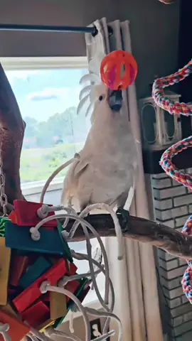 LOL Check Out This Little One—Totally Obsessed with Its New Toy!🐦🎾#parrot #cockatoo #funnypets #singingbird #ChaosBird 