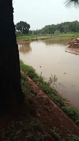 suasana pagi hari bendungan mas yono  curug  gunung sindur bogor. orang sini bilangnya curug jemblongan. udh ada yng berjejer mancing di bendungan ini mengais rezeki ataupun sekedar hoby. bendungan ini penghubung antara curug gn sindur dan curug topik bojongsari depok.#bendunganmasyono #curuggunungsindur #viral #bendungan #liputangunungsindur 