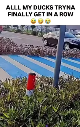 Actual footage 🎥 #adultstruggles #ducksinarow #almostthere 