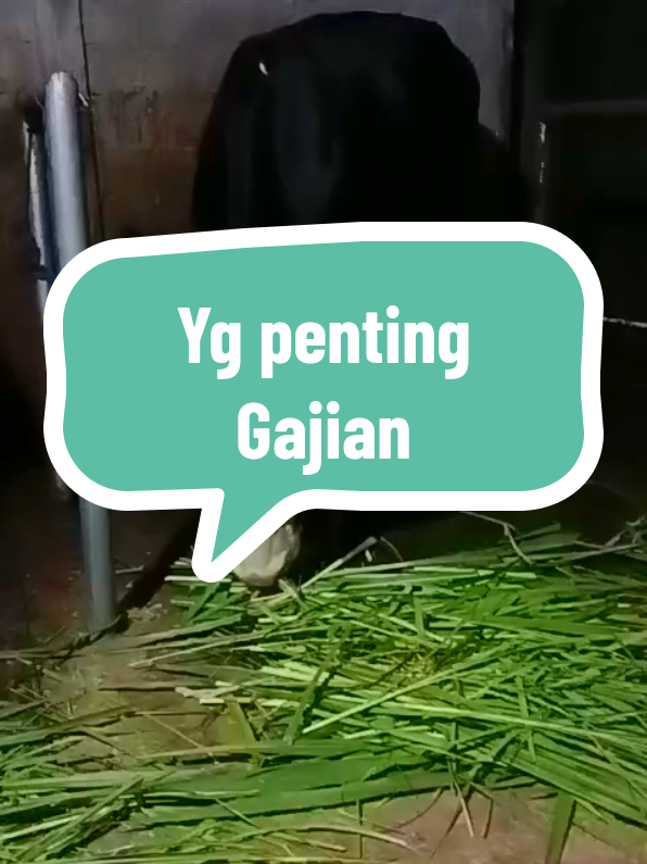 seng penting gajian😅 #fyp #juragan #sapi #viral #foryou 