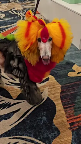 🏆✨ First Place at SuperZoo! 🎉 The most colourful, best-groomed dog in Vegas struts to victory 🐾💖 Treat them right with Tickled Pet & Hungry Paws single-ingredient goodness.. #SuperZoo #DogGrooming #BestInShow #FirstPlaceDog #ColorfulDog @Holly Baker 