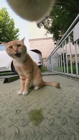 #catsoftiktok 