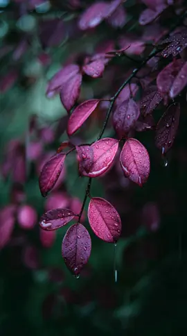 Velvet Rain #livewallpaper #aestheticwallpaper #4kwallpaper #phonebackground #wallpaper