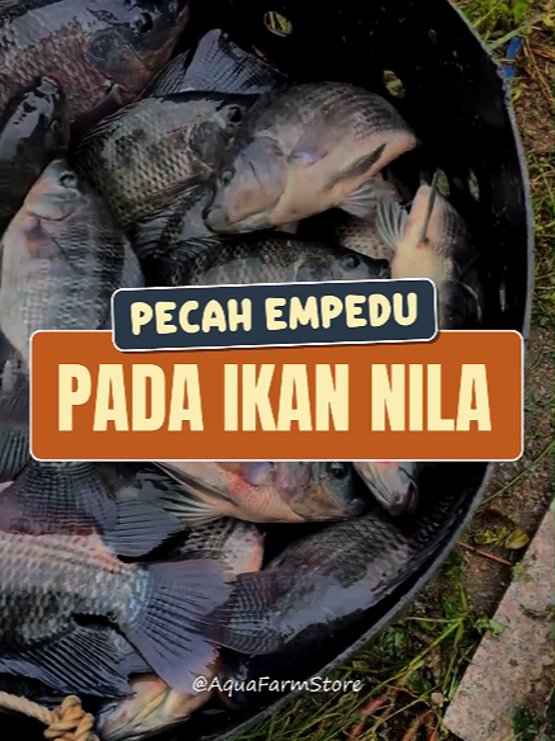 Pecah Empedu pada nila bisa para petambak rugi! Cegah hal itu terjadi dengan suplemen satu ini! #suplemennila #penggemuknila #suplemenikannila #vitaminnila #vitaminikannila #ikannila #petambaknila #ternaknila #panennila #vitaminikan #suplemenikan #vitaminhewan #suplemenunggas