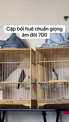 Bổi huế#chaomao #xh 