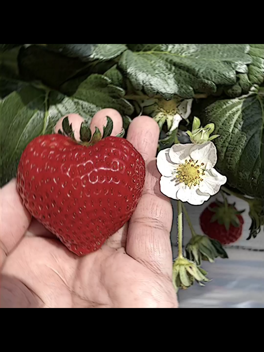 #pyae4272010 #ဒီတစ်ပုဒ်တော့fypပေါ်ရောက်ချင်တယ် #strawberry #ဝယ်ကျွေးပါလား😞 #mtခေါ်လိုက်တော့ကိုယ့်bffကို😛❣ 
