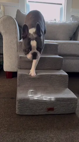 La mejor escalera para tus mascotas, comoda y segura😻🐶 #made4pets #WeeklyPicks #tiktokshop #pets #frenchie 