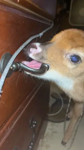 bodhi the biter #bodhi4prez #deer #hellyeah #silly #fawn 