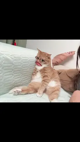 bỏ ngay cái tay ra..😾