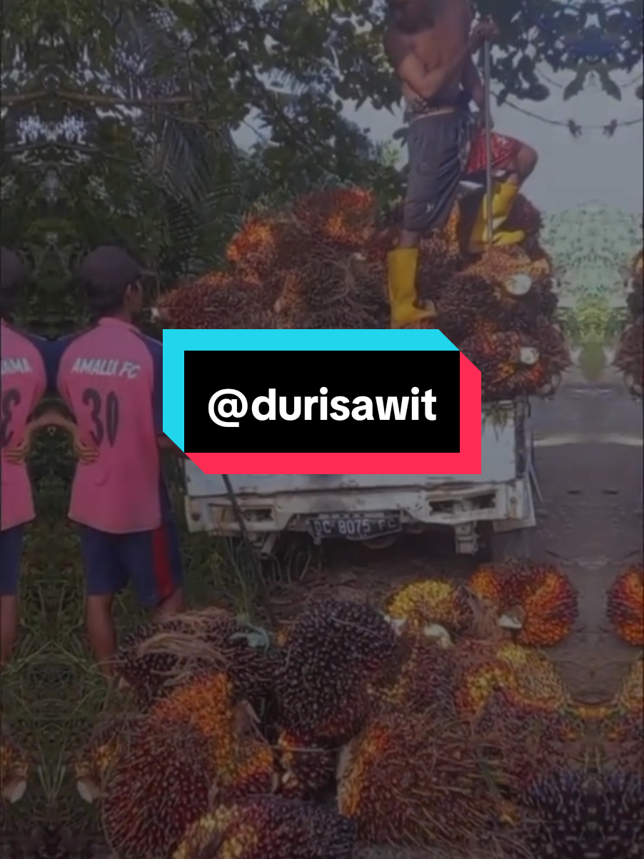 buahnya babon babon!#tobadak #mamujutengah #durisawit #kulisawit 