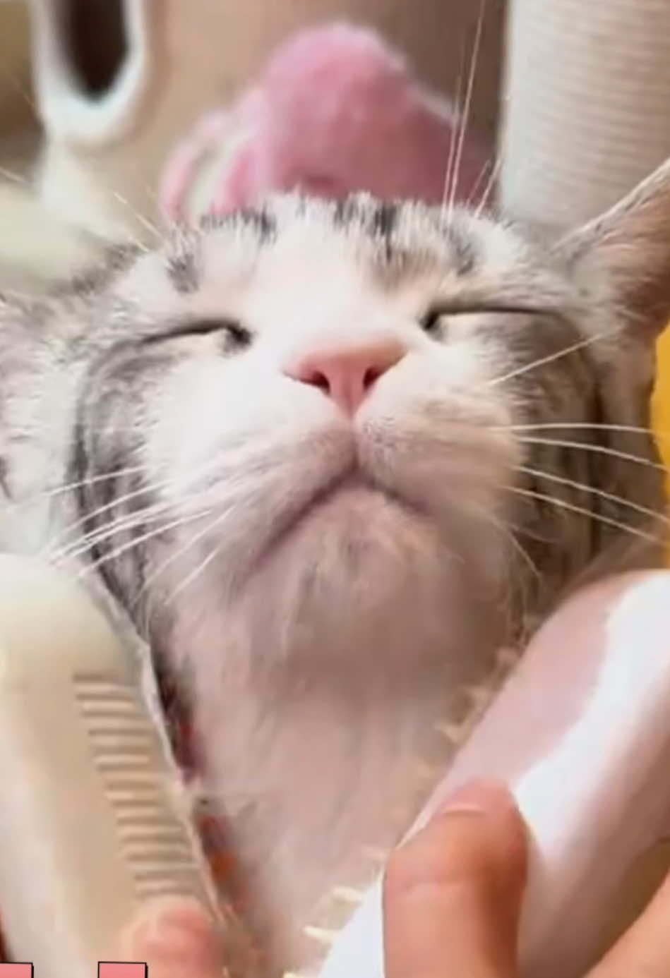@user238182101533 @user238182101533 #pethair #CleanTok #tiktokshop #chat #petproducts 