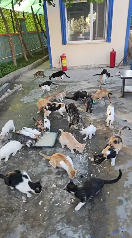 #catsoftiktok #cat #viraltiktok #iyilikkazanacak #sokakkedileri 