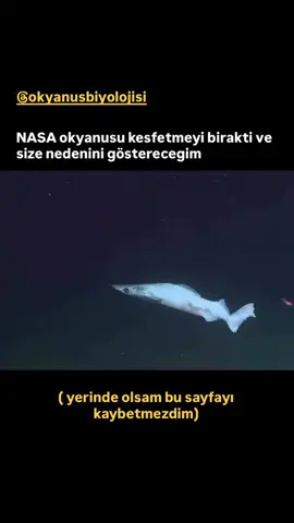 1960’ların başında NASA okyanusu keşfediyordu... ama sonra aniden durdular ve odaklarını uzaya ve dışarıda başka bir ev bulmaya kaydırdılar. Dünya. Neden derinlere dalmayı bıraktılar? Onları korkutan ne buldular? Şimdi bile, okyanusun %5’inden azı araştırıldı. Size derinliklerde saklanan en karanlık, en ürkütücü sırları göstermek için buradayım. Şeyler o kadar korkutucu ki, uzayın güvenli görünmesini sağlıyorlar. . . . . . . #Ocean #OceanSecrets #DeepSeaMystery #ScaryOcean #octopus 