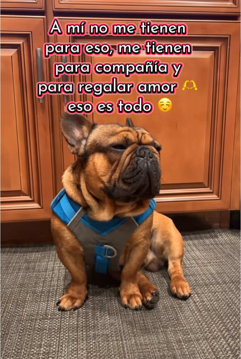 #Recuerdos Así mismo sólo me dedico a dar amor ❤️ a mi amo y no a pelear con nadie 🤭🤣 #humor #perritoslindos #perritostiktokers #parati 
