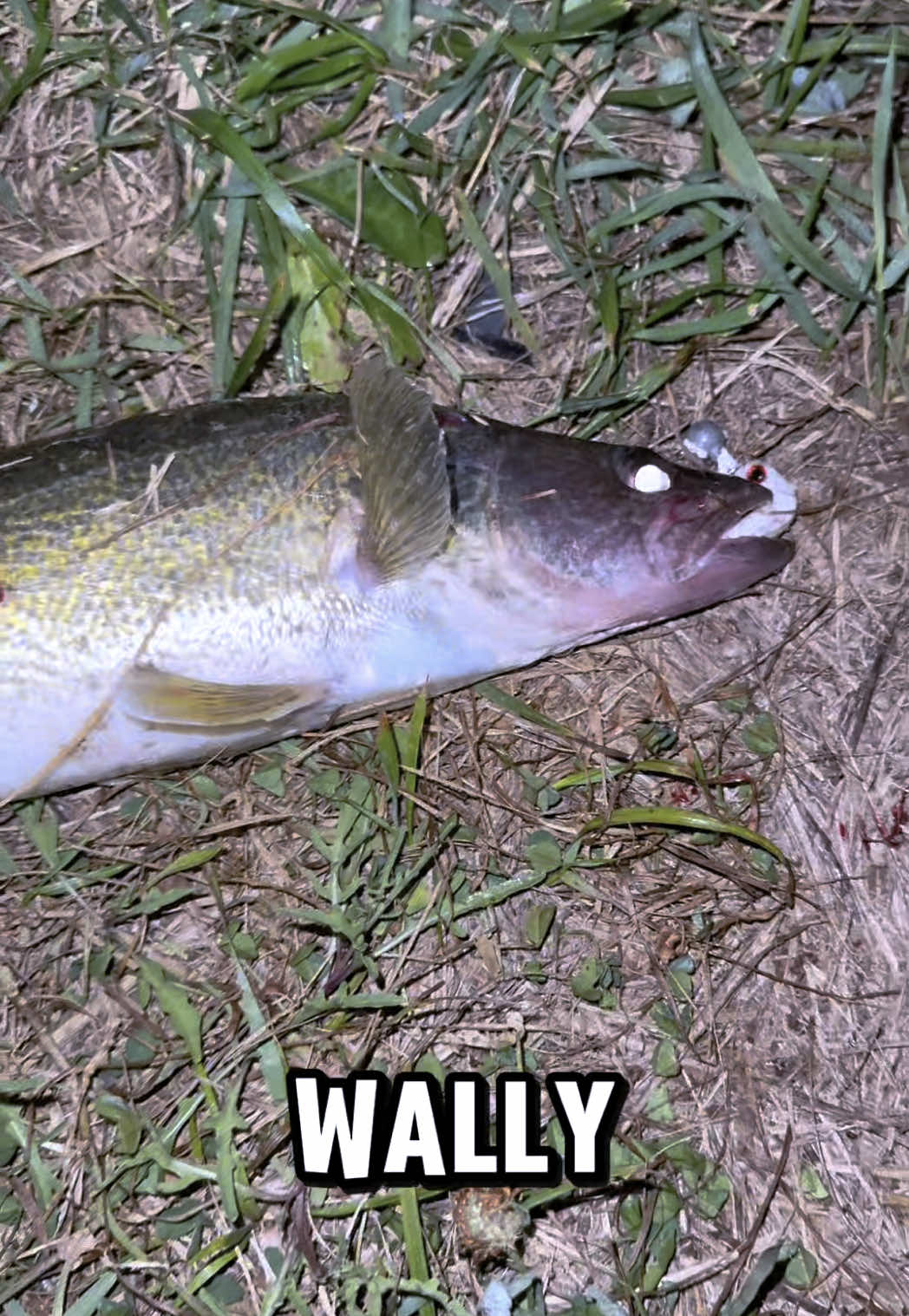 Got me a good bag tonight after the live ended #walleye #fishing #fishinglife @Bangers Baits 