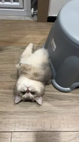 Belly Stuck! #cat #catlover #cutecat #fyp #meow 