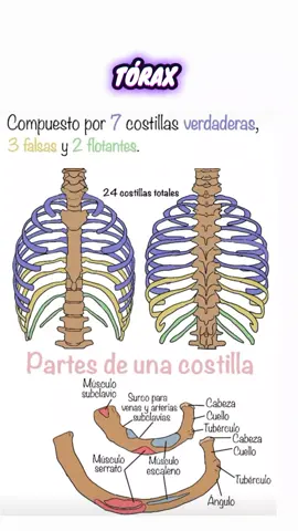 📚📄 . . . . . #torax #aprendo #estudiar #estudiantedeenfermeria #enfermeria #viraltiktok #anatomía #cuerpohumano #amoaprender #estudiante #huesos #enfermeriatiktok #fyp 