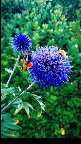✨🐝 Drei kleine Blütenfreunde, zwei blaue Träume 💙🌼 #soasmelhores5585 #bienen #blüten #naturwunder #abelhas 