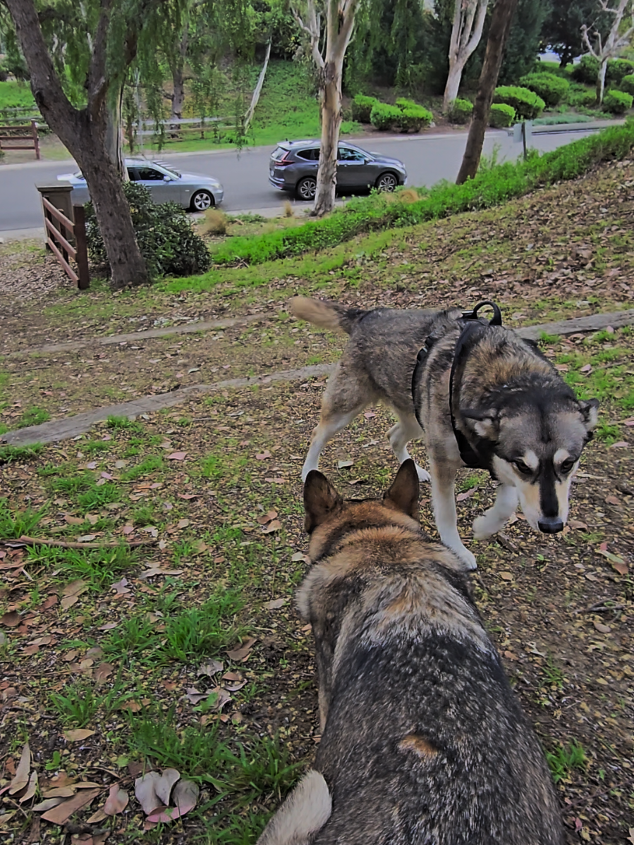 & that's how they greet each other every time 🥰, one or the other always crouches down. any dog behaviorist out there; does anyone know what that behavior means??
