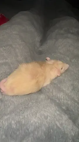 follow? 😃 #foryoupage #viral #ratsoftiktok #PetsOfTikTok #fyp 