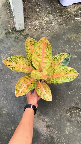 Ag Widuri oren ekonomis yahh  Wa saya 082324720087 #aglonema #aglonemawiduri #aglonemalovers #aglonemarare #fyp 