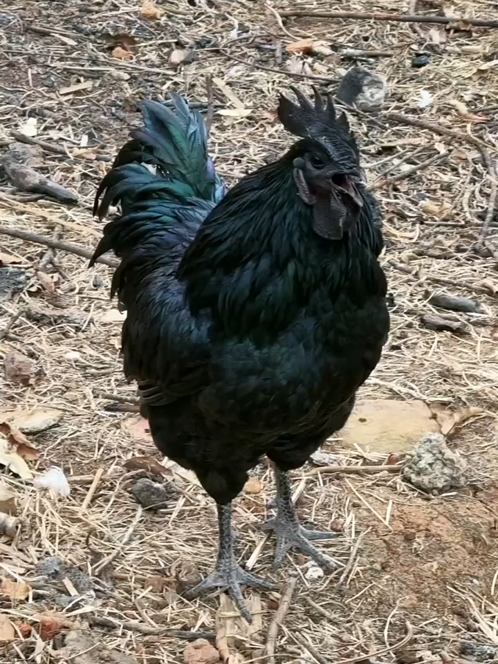 new breed#hen #eatingbirdfood #chicken #birds #usa