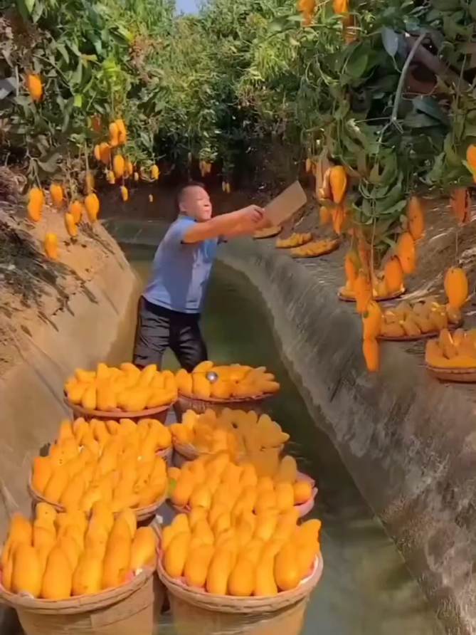 Chines Harvesting😱 #china #chinesefood #harvesting #chinatiktok #uku 