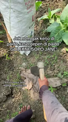 Angel ncen musuh warga konoha#promomakanmerdeka #fyppppppppppppppppppppppp #petaniindonesia🇮🇩🇮🇩🇮🇩🌿🌿 #tembakau #peternakmuda#bojonegoro24jam 