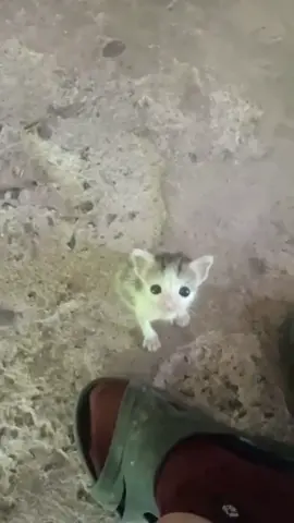 Looks like a little mouse.🤣#fyp#kittensoftiktok#cutekitten#catlover#toocute