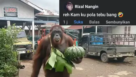 edenga kuteh kita pola tebu 😅😅 .  #kalakkaro #fyp #karoviral #karonews #karo 