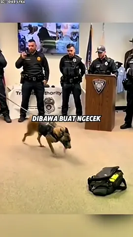 Anjing polisi itu pensiun setelah mengabdi bertahun-tahun. #fyp #foryou #foryoupage #animal #animals #animalsoftiktok #dog #dogsoftiktok #doglover #doggo #dogtok #antonioarsy 