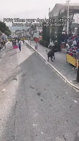 Dog reareded itself as a zoo managers #dogsoftiktok #fpy #fun #😂😂😂🤣 #🦮 #usa🇺🇸 