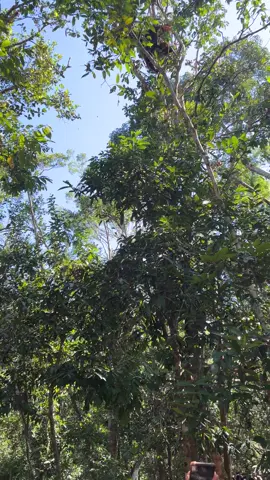 Orangutan mengaum #borneo #wildlife #travel #orangutan 