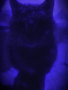 DIPIENS, SAY3AM - ON MY MIND #dipiens #atmosphere #cats #catsoftiktok #aesthetic 