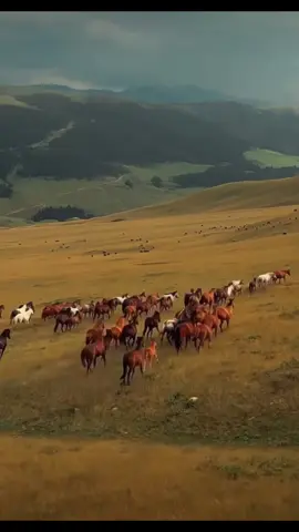 To all my spirit lovers here you go 🥹❤️ #fyp #nature #horses #spirit 
