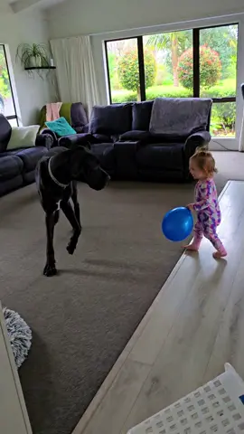 I'm usually too slow to catch these two in action. It's the cutest thing in the world watching them grow up together (I think she might be light years ahead of him already 😉🤭) #greatdane #greatdanesoftiktok #greatdanelife #bestfriend 