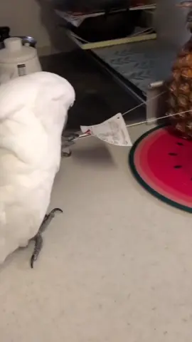 Haha, die ganze Spielstunde so! 🦜😂Hab mich fast kaputtgelacht über unseren Fluscherkopf! ✨💖#cockatoos #parrot #viralbird #parrotsings #funnypets 