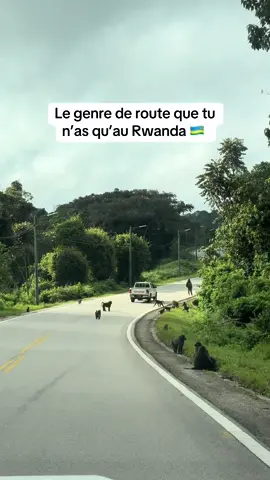 Route magique 🇷🇼 #babouins #nyungwe #nyamasheke #rwanda 