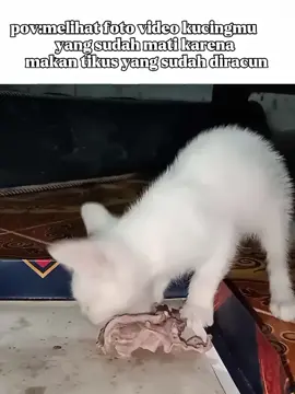 membiarkanmu terlalu bebas adalah kesalahan terbesarku🙏💔#kucingkesayangan #kucingmati😭 #animals#fyp