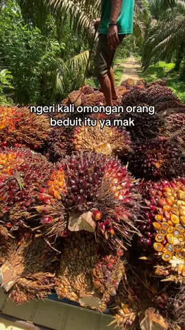 #petanisawit #sawit #a4 #fyp 
