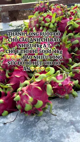 Thanh Long quê e giờ người ta đốn bỏ nhiều lắm mà vẫn bị mất giá😭😭😭