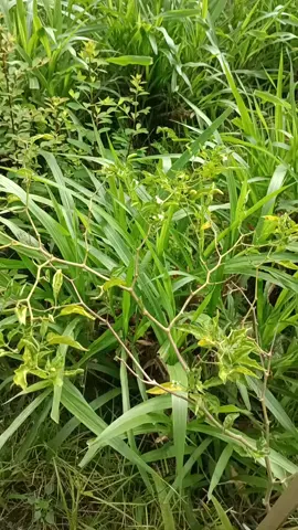 rumput odot untuk pakan kambing #pakanalternatif #hewanpeliharaan #hewankambing #peternakmuda #kambingboerindonesia 